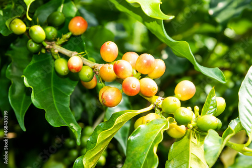 Coffee trees with coffee beans on a cafe plantation in Yunlin, Taiwan. photo