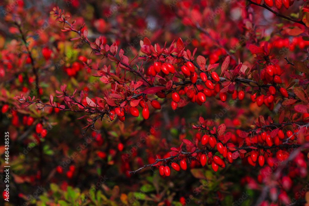 Ripe red berries of barberry on branch. Berberis, commonly known as barberry, is a large genus of deciduous and evergreen shrubs Ripe red berries of barberry on branch. Berberis, commonly known as barberry, is a large genus of deciduous and evergreen shrubs