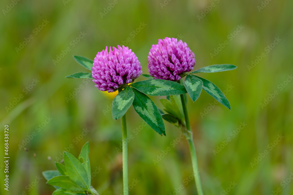 Trifolium pratense, the red clover, is a herbaceous species of flowering plant in the bean family Fabaceae Trifolium pratense, the red clover, is a herbaceous species of flowering plant in the bean family Fabaceae