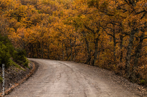 Country road between beech forest in autumn, in Tejera Negra, Cantalojas, Guadalajara, Spain