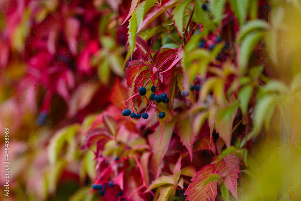 Colorful red and green Leaves of a Virginia creeper (Parthenocissus quinquefolia) Vine Plant in Autumn Colorful red and green Leaves of a Virginia creeper (Parthenocissus quinquefolia) Vine Plant in Autumn