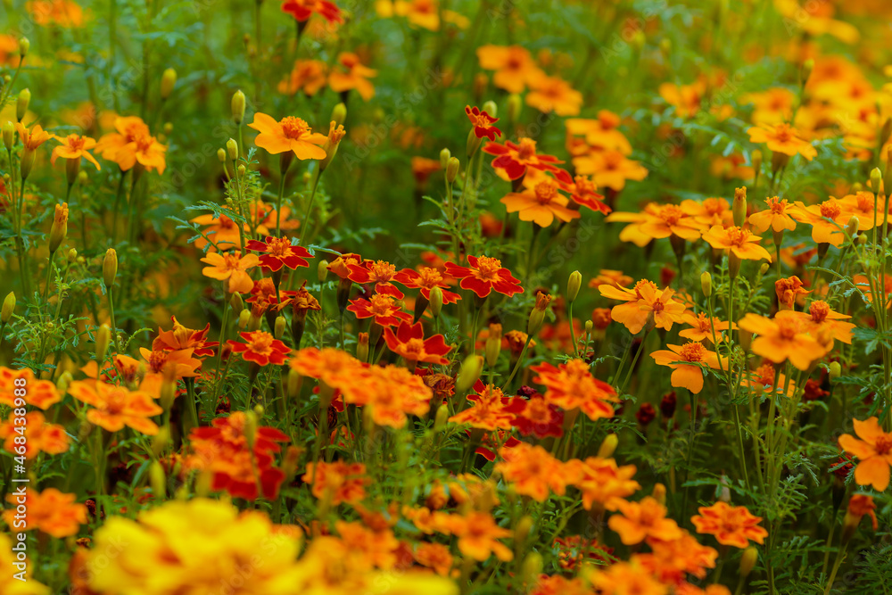 Marigold flowers (Tagetes erecta) in the garden. Floral banner with bright yellow flowers of marigolds