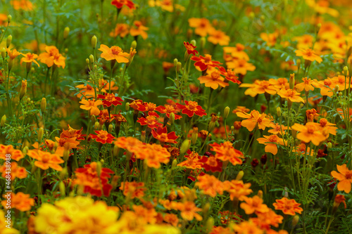 Marigold flowers (Tagetes erecta) in the garden. Floral banner with bright yellow flowers of marigolds © Flower_Garden