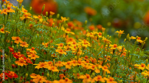 Marigold flowers (Tagetes erecta) in the garden. Floral banner with bright yellow flowers of marigolds © Flower_Garden