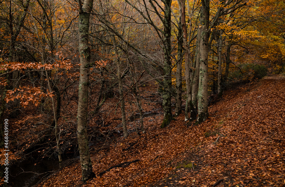 Obraz premium Landscape of beech forest in autumn, in Tejera Negra, Cantalojas, Guadalajara, Spain