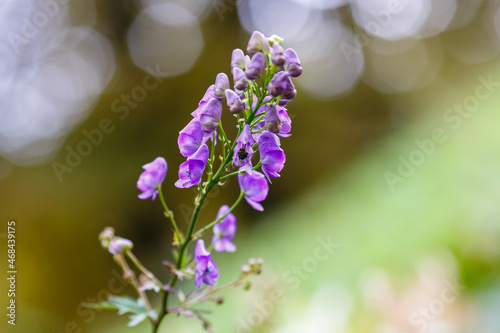 Blooming monkshood blue flowers  Aconitum napellus 