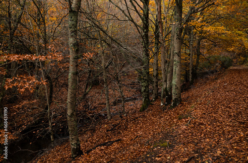Landscape of beech forest in autumn, in Tejera Negra, Cantalojas, Guadalajara, Spain © WeeKwong