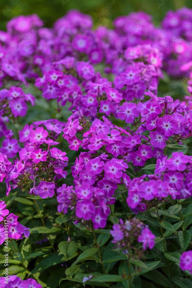 The beautiful purple blossoms of Phlox paniculata. The beautiful purple blossoms of Phlox paniculata.