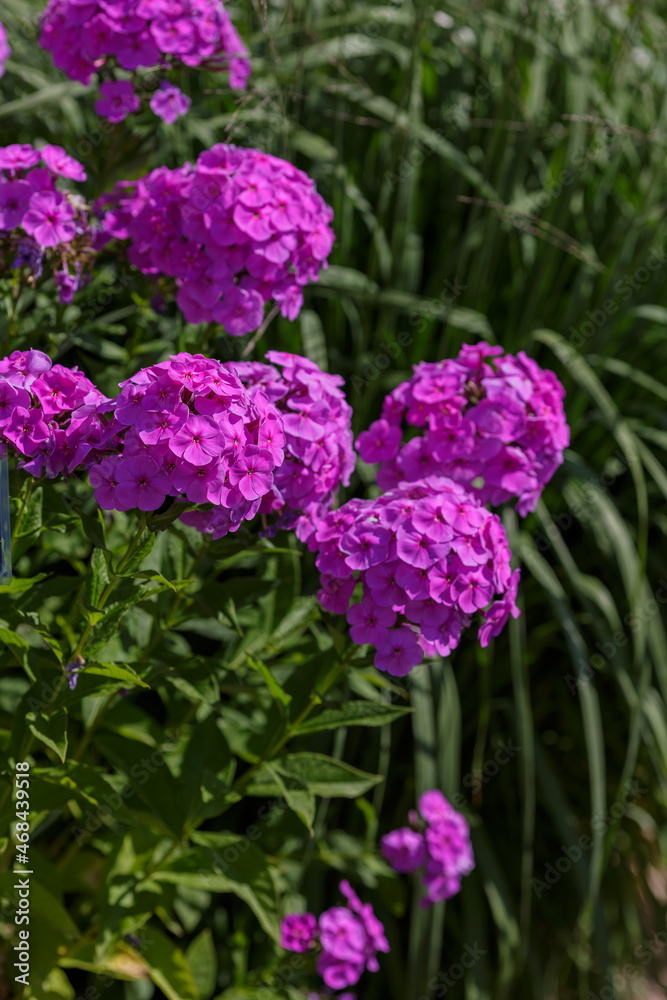 The beautiful purple blossoms of Phlox paniculata. The beautiful purple blossoms of Phlox paniculata.