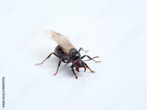 Winged ant in a white background. Queen.  Smooth Harvester Ants. Messor barbarus.  © Macronatura.es