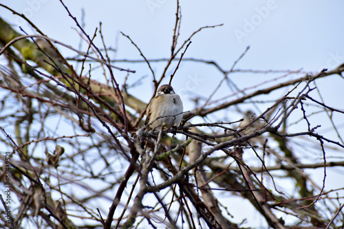 The gray sparrow sits on the branches.