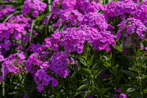 The beautiful purple blossoms of Phlox paniculata. 