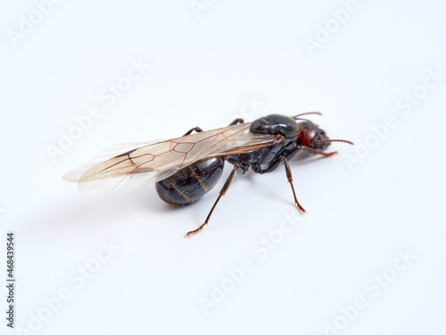 Winged ant in a white background. Queen. Smooth Harvester Ants. Messor barbarus. 
