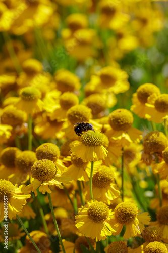 Bumblebee on Yellow flowers of Helenium Kanaria in sunny day. Bright summer floral background