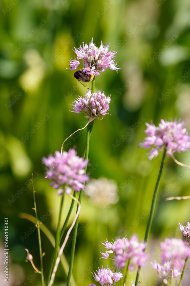 Fototapeta premium Bumblebee on pink allium flower in spring time