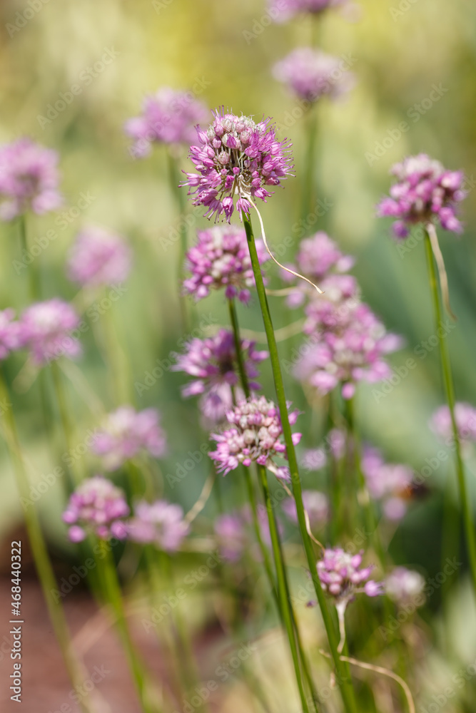 Allium rotundum in garden. Growing bulbous plants in the garden. Honey plants in the garden. Bees on flowers Allium rotundum in garden. Growing bulbous plants in the garden. Honey plants in the garden. Bees on flowers