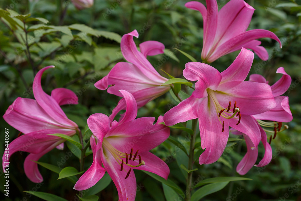 Beautiful flowers of Oriental Hybrid Lily (Lilium hybridum) close up. Bright summer or spring banner or background