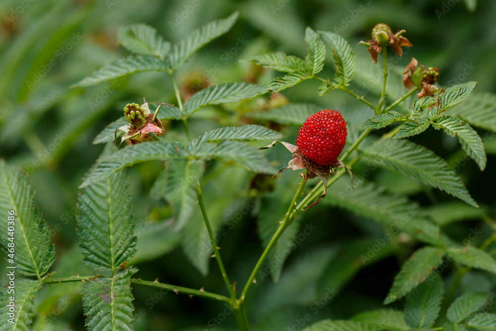 Red berries of Rubus illecebrosus in natural background Red berries of Rubus illecebrosus in natural background