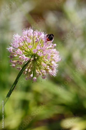 Allium rotundum in garden. Growing bulbous plants in the garden. Honey plants in the garden. Bees on flowers