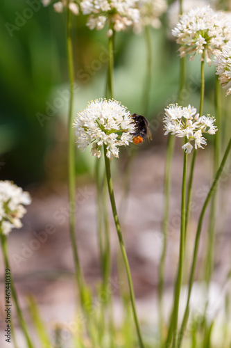 Bumblebee on white allium in garden