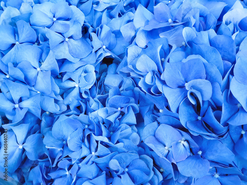 Hydrangea (Hydrangea macrophylla) or Hortensia. Blue hydrangea flower texture background. Closeup.
