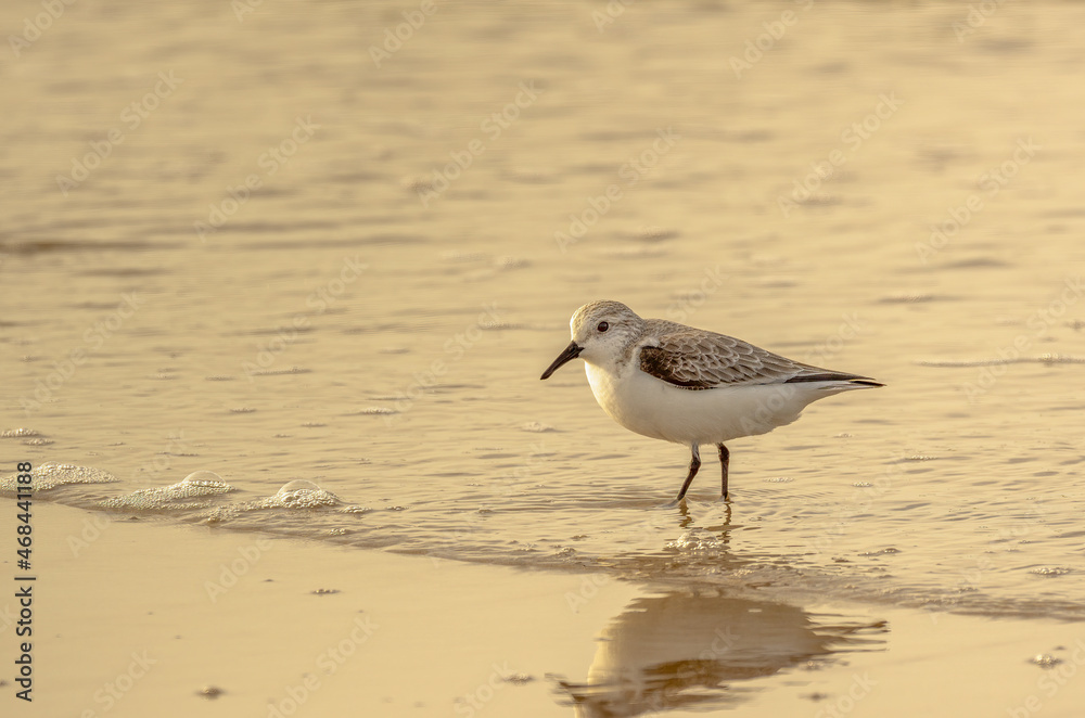 Sanderling on the beach Sanderling on the beach