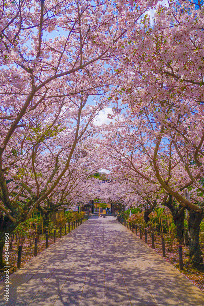 満開の桜のトンネル
