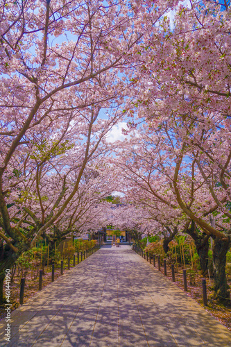 満開の桜のトンネル