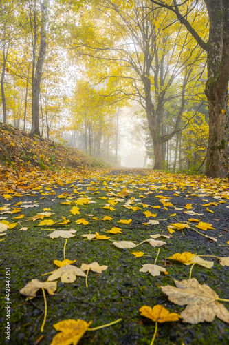 Narrow rural asphalt road covered by maple leafs