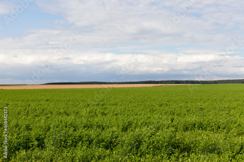 agricultural field with growing plants for harvesting food