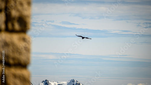 Condor Andino over the Andes