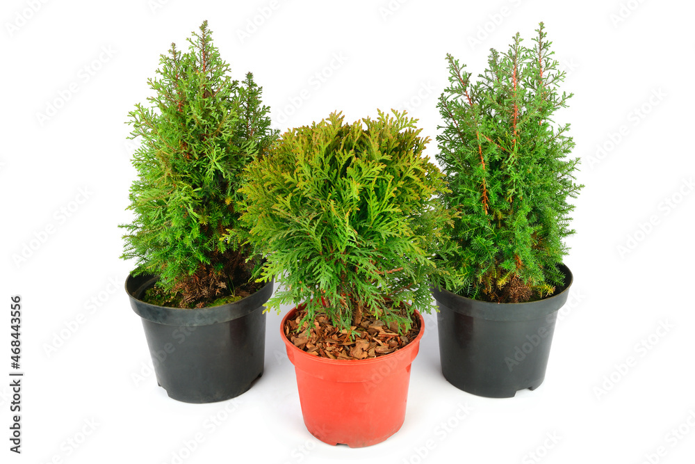 Little thuja and cypress in flower pots isolated on white . Little thuja and cypress in flower pots isolated on white .
