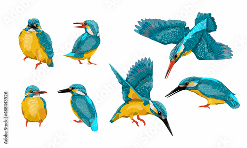 A set of common kingfisher Alcedo atthis birds in different poses. Kingfishers sit on a branch or the ground, fly and hunt. Wild birds of Eurasia and North America. Realistic vector bird