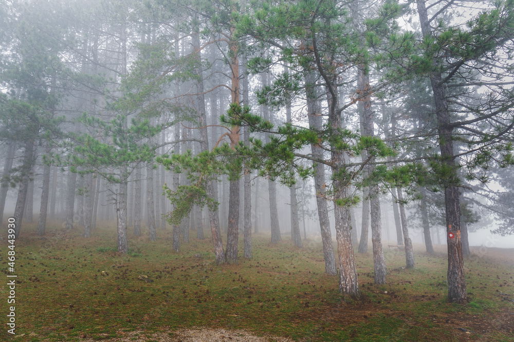 Fototapeta premium Mountain Pine Forest With Fog In Autumn. Selective focus