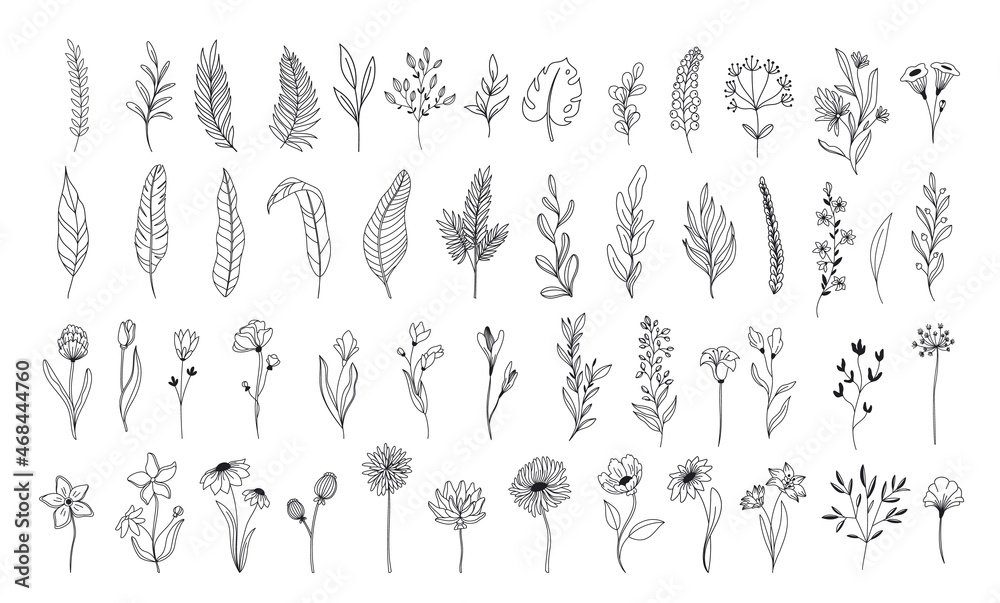 Fototapeta Line art floral elements. Outline foliage natural leaves herbs. Set hand drawn flower botanical vector illustration.