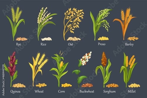 Leinwand Poster Grass cereal crops, agricultural plant vector illustration