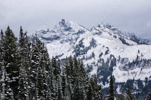 A light snow covers evergreen trees with the snowy Tatoosh mountain range in the background at Mt. Rainier National Park 