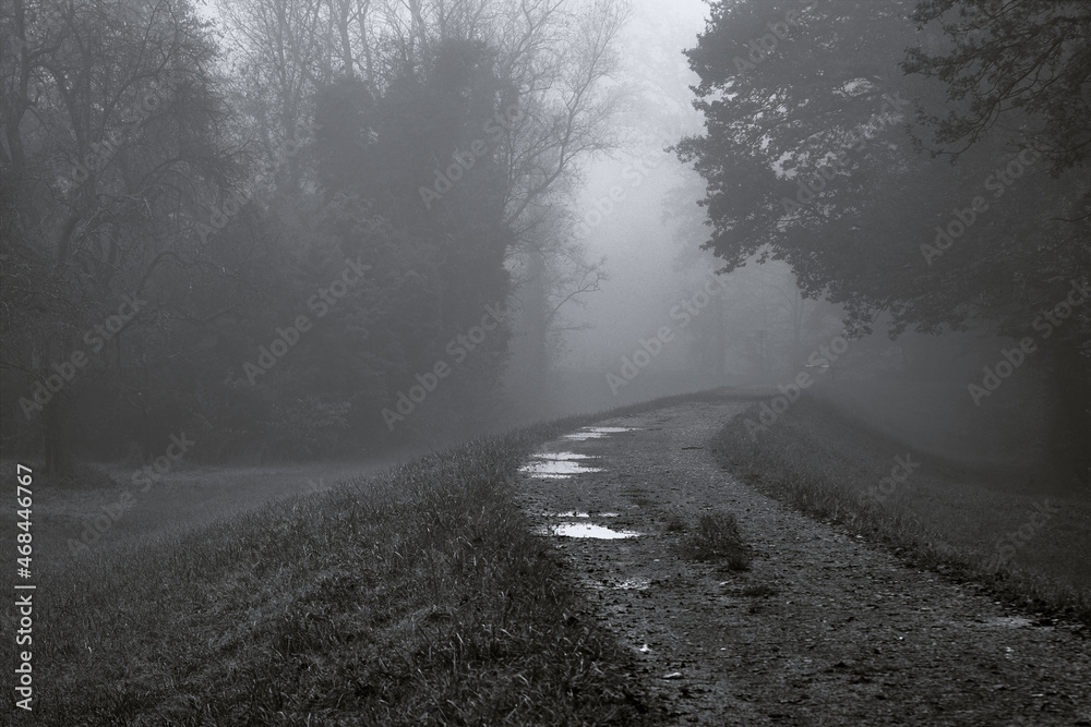 Dirt road and foggy trees landscape on a cold morning, Plittersdorf, Germany. Dirt road and foggy trees landscape on a cold morning, Plittersdorf, Germany.