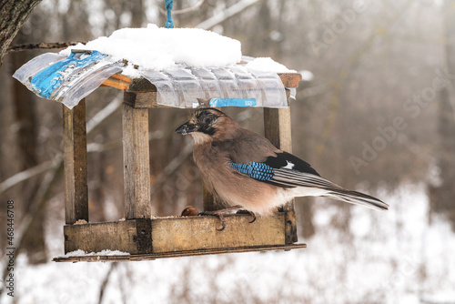 Blue jay eating from bird feeder on winter day