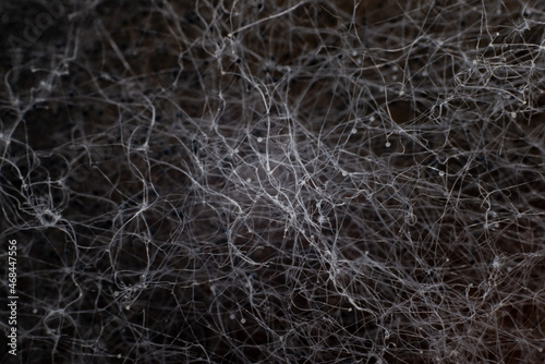 abstraction background black neural network. Filaments of black and white mold close-up