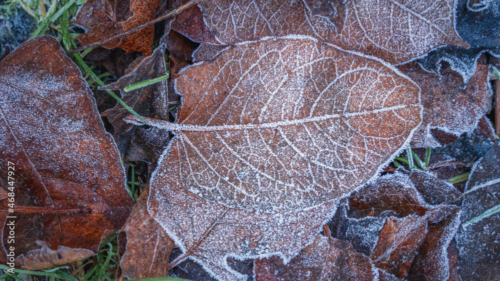 old brown fallen leaves covered with frost, wallpaper background