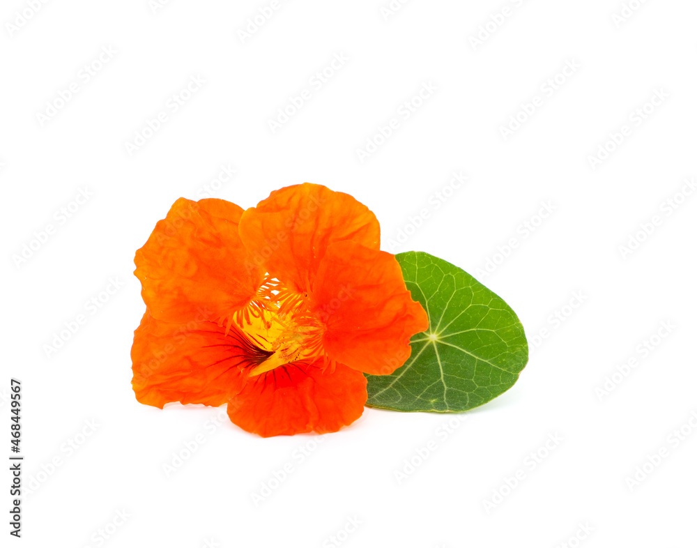 Orange beautiful nasturtium. Orange beautiful nasturtium.