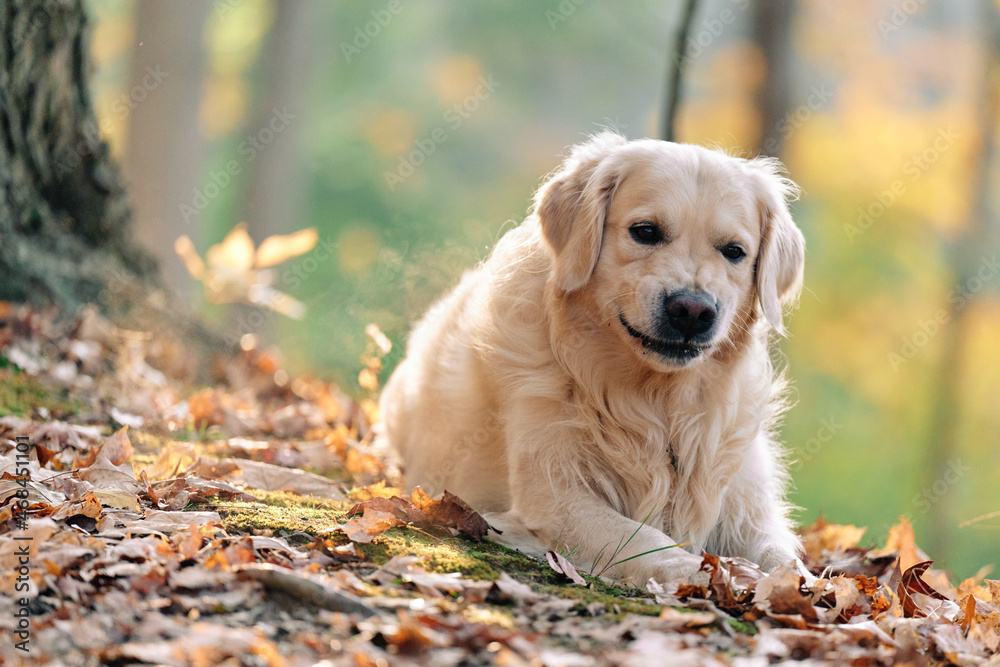 Joyka the Golden Retriever is enjoying his morning hike in the woods of Western Pennsylvania, USA. It's November but the weather is sunny and warm. The fall foliage is yellow and red and the beige dog Joyka the Golden Retriever is enjoying his morning hike in the woods of Western Pennsylvania, USA. It's November but the weather is sunny and warm. The fall foliage is yellow and red and the beige dog