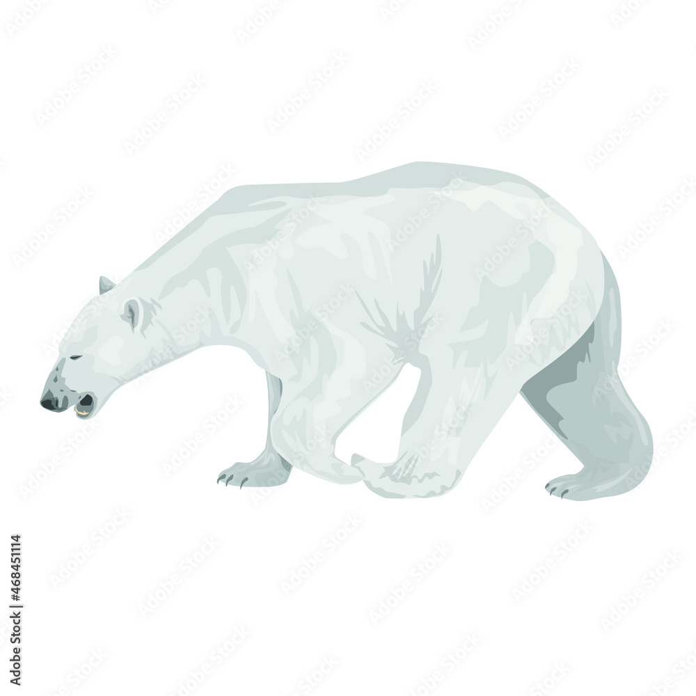 adult polar bear walks, stands isolated on a white background. Polar bear. Northern animals. Vector