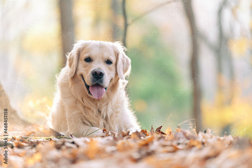 Joyka the Golden Retriever is enjoying his morning hike in the woods of Western Pennsylvania, USA. It's November but the weather is sunny and warm. The fall foliage is yellow and red and the beige dog
