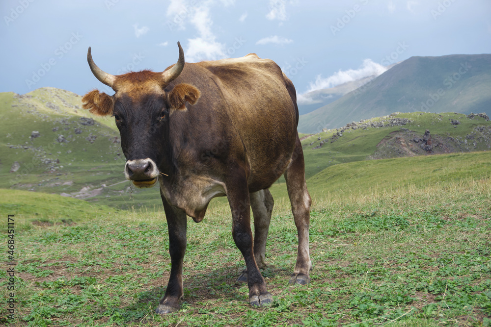 photo of a cow on a summer mountain field. cow close-up in the rays of the setting sun. beautiful landscape behind the cow photo of a cow on a summer mountain field. cow close-up in the rays of the setting sun. beautiful landscape behind the cow