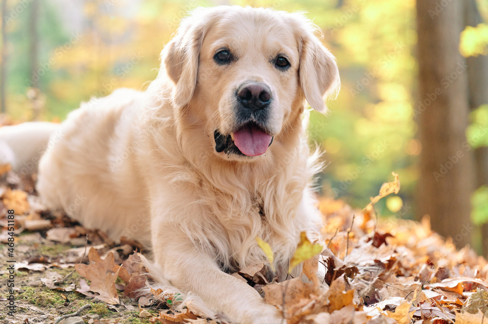 Joyka the Golden Retriever is enjoying his morning hike in the woods of Western Pennsylvania, USA. It's November but the weather is sunny and warm. The fall foliage is yellow and red and the beige dog Joyka the Golden Retriever is enjoying his morning hike in the woods of Western Pennsylvania, USA. It's November but the weather is sunny and warm. The fall foliage is yellow and red and the beige dog