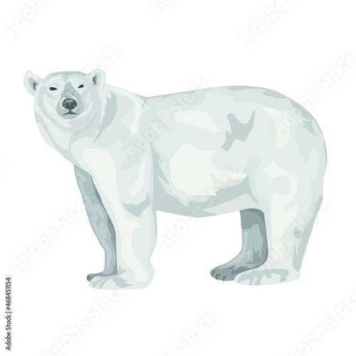 adult polar bear stands isolated on a white background. Polar bear. Northern animals. Vector