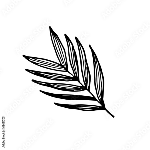 Sketch tropical bamboo leaf in line art style. Doodle outline jungle plant. Hand drawn exotic leaves vector illustration isolated on white background