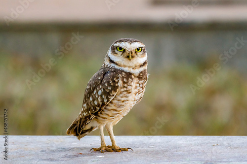 Grumpy isolated burrowing owl looking ahead in selective focus.